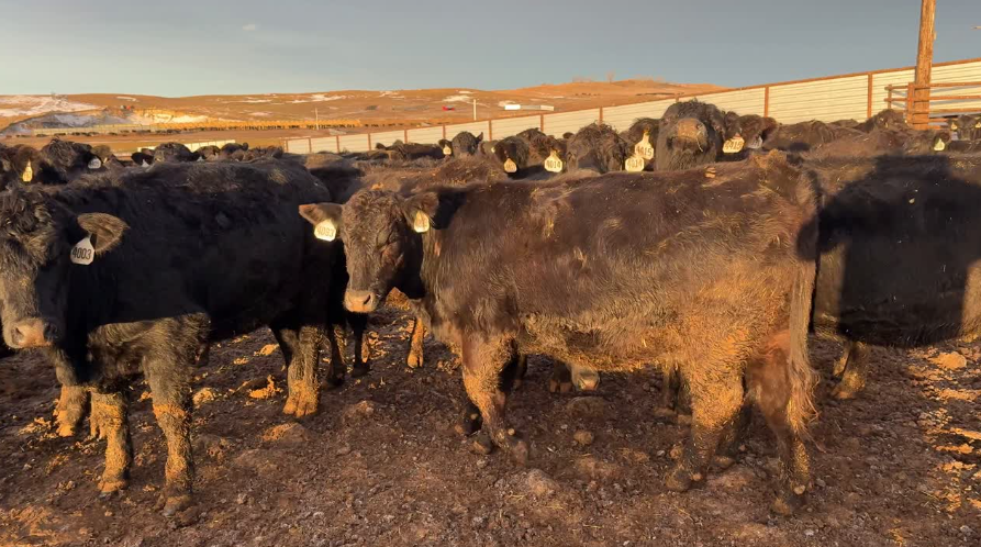 Ai bred – 1100 lbs – mostly home raised – April calving- fancy!-BH1217C5